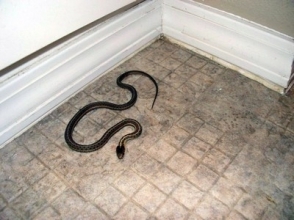 Աշտարակի տներից մեկի խոհանոցում օձ են բռնել